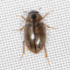 Enochrus quadripunctatus