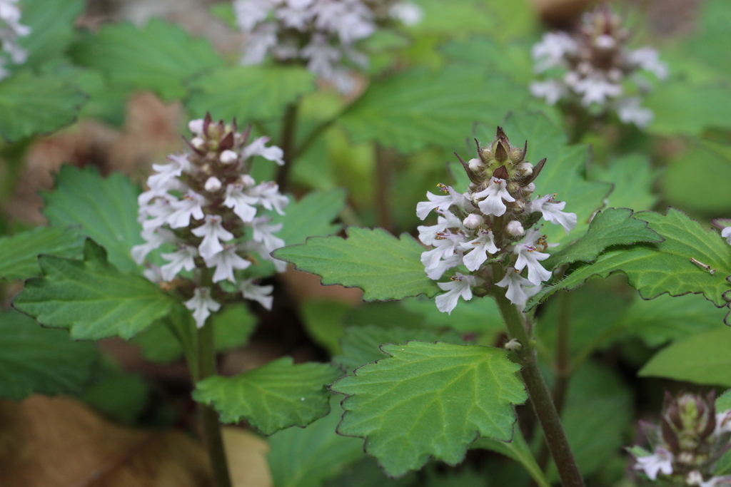 Ajuga nipponensis (Ajuga nipponensis)