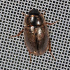 Enochrus quadripunctatus