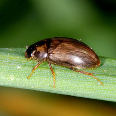 Enochrus quadripunctatus
