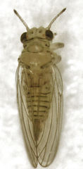 Cryptoneossa triangula