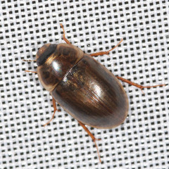 Enochrus testaceus