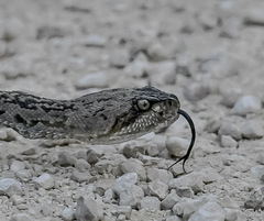 Crotalus ornatus