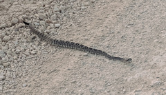 Crotalus ornatus