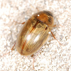 Enochrus testaceus