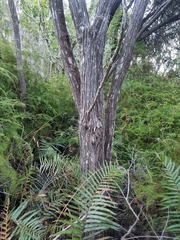 Leptospermum polygalifolium