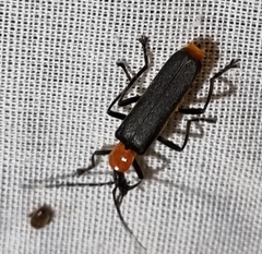 Chauliognathus tricolor