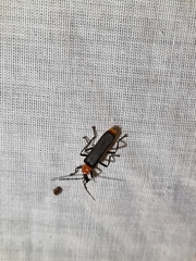 Chauliognathus tricolor