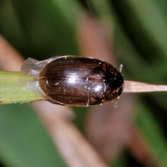 Enochrus