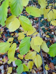 Parrotia persica