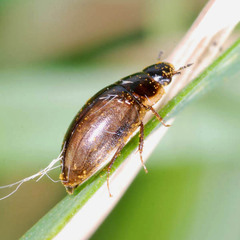 Enochrus