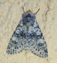 Polymixis rufocincta