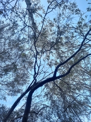 Leptospermum polygalifolium