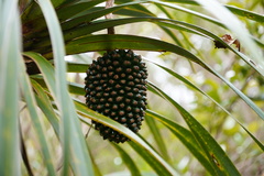 Pandanus montanus