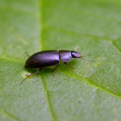Helochares obscurus