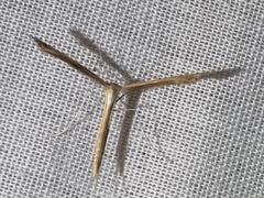 Stenoptilia zophodactylus