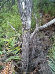 Leptospermum polygalifolium