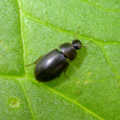 Helochares obscurus
