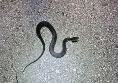 Nerodia fasciata × clarkii