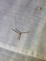 Stenoptilia zophodactylus