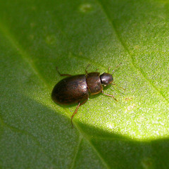 Helochares obscurus