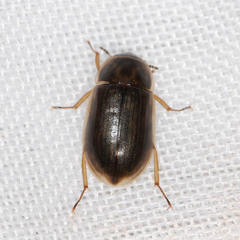 Helochares obscurus