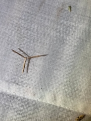 Stenoptilia zophodactylus