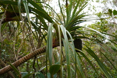 Pandanus montanus