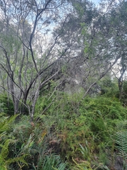 Leptospermum polygalifolium
