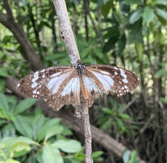 Danaus affinis