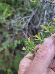 Leptospermum polygalifolium