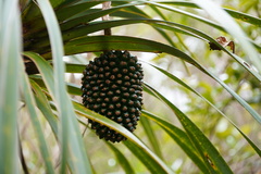 Pandanus montanus