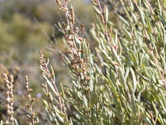 Atriplex paludosa