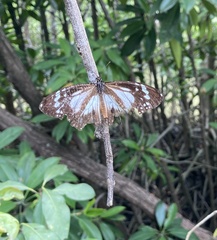 Danaus affinis