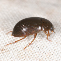 Hydrobius