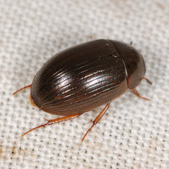Hydrobius