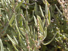 Atriplex paludosa