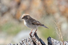 Bucanetes mongolicus