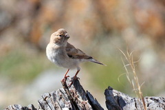 Bucanetes mongolicus