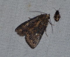 Condica albigera