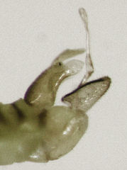 Cryptoneossa triangula