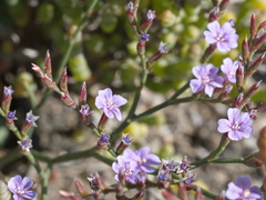 Limonium companyonis