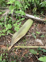 Archontophoenix alexandrae