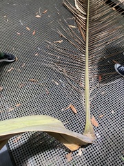 Archontophoenix alexandrae