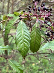 Fuchsia paniculata