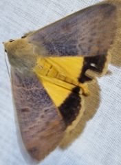 Ophiusa disjungens