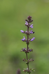 Salvia plebeia