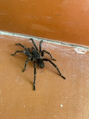 Cyrtopholis portoricae