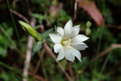 Gentiana flavomaculata