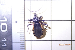 Ectrychotes andreae